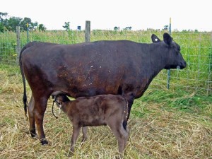 Wagyu Mother Nursing Calf